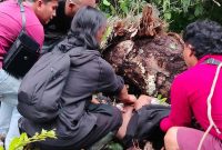 Warga mengevakuasi korban tertimpa pohon tumbang di Desa Basaan Dua, Ratatotok, Minahasa Tenggara, Kamis (28/5/2026). Dua remaja dilaporkan meninggal dunia dalam peristiwa tersebut.(Foto: dok*)